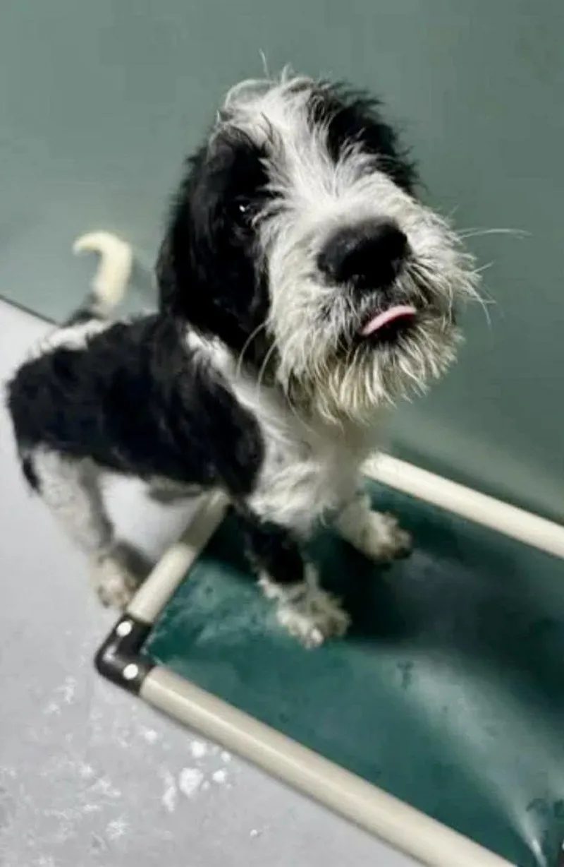 A baby medium-sized male Pointer dog named Taki for adoption in Holbrook, NY