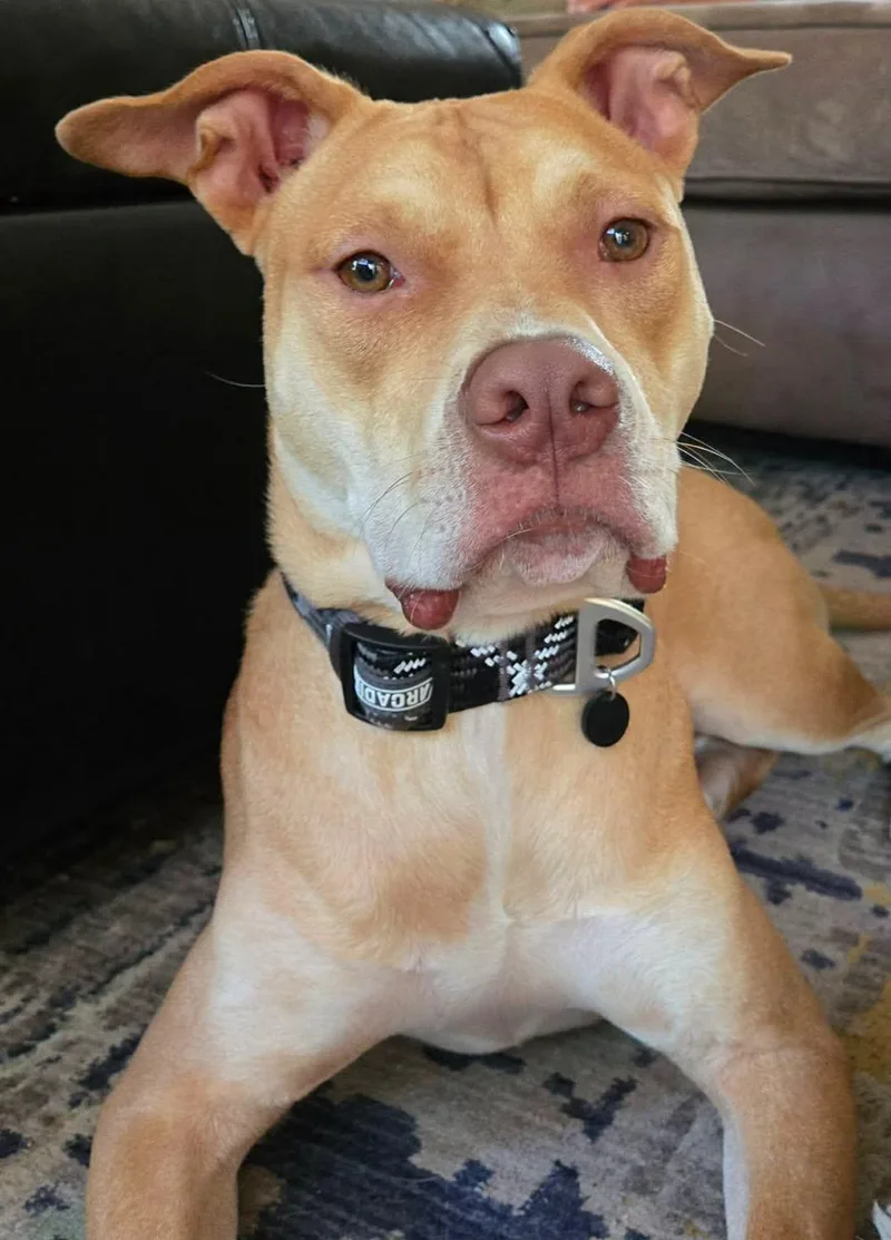 A young large-sized male Apricot / Beige Mixed Breed dog named Blitzen for adoption in Bahama, NC