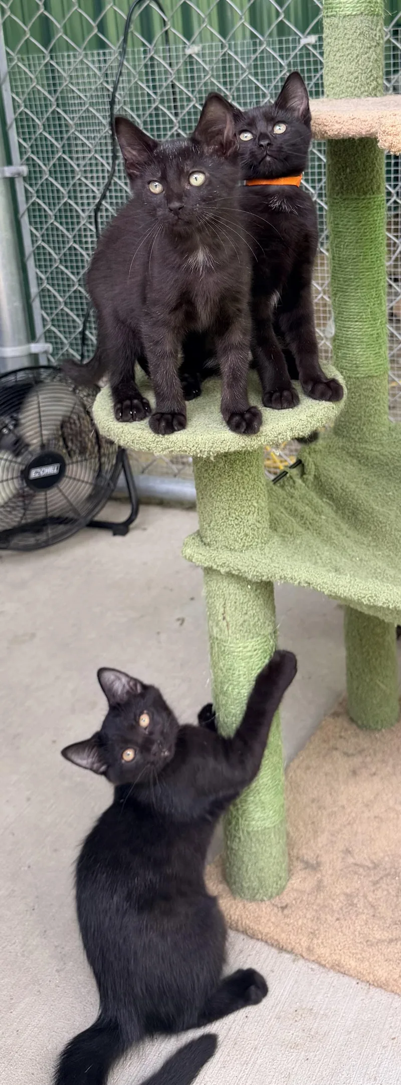 A baby small-sized female Black Domestic Short Hair cat named Zinnia for adoption in Pittsburgh, PA