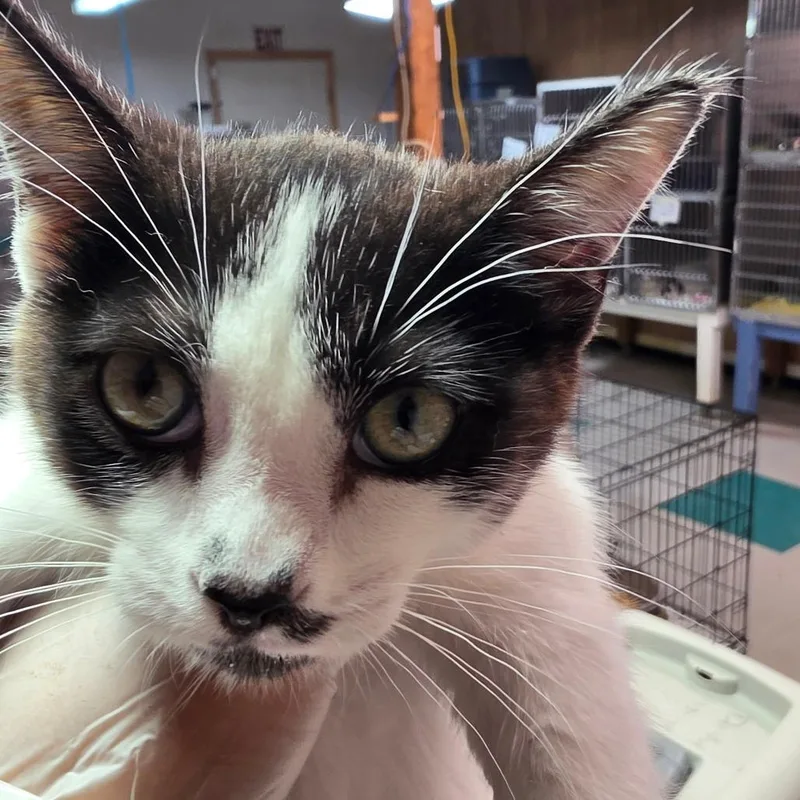 A baby small-sized male White Domestic Short Hair cat named Stash for adoption in Leander, TX