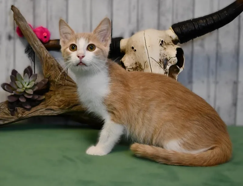 A baby small-sized male Domestic Short Hair cat named Edmond for adoption in Roanoke, TX