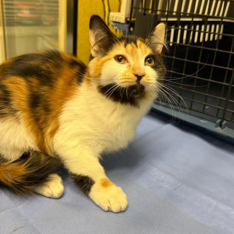 A baby small-sized female Black Domestic Medium Hair cat named Maisie for adoption in Mount Shasta, CA