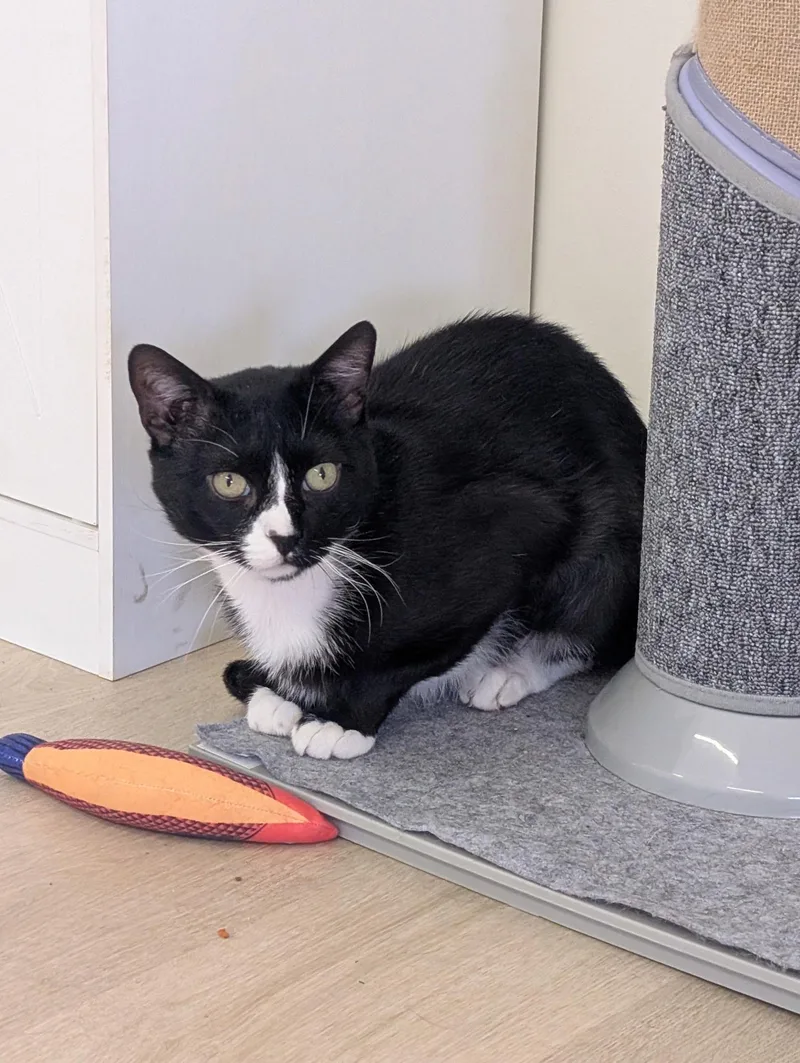A young medium-sized male Black & White / Tuxedo Domestic Short Hair cat named Vinny for adoption in Branford, CT