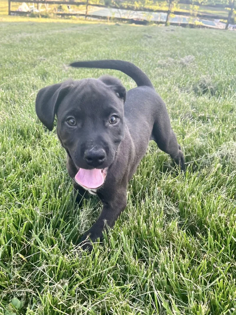 Eight Ball thumbnail 3