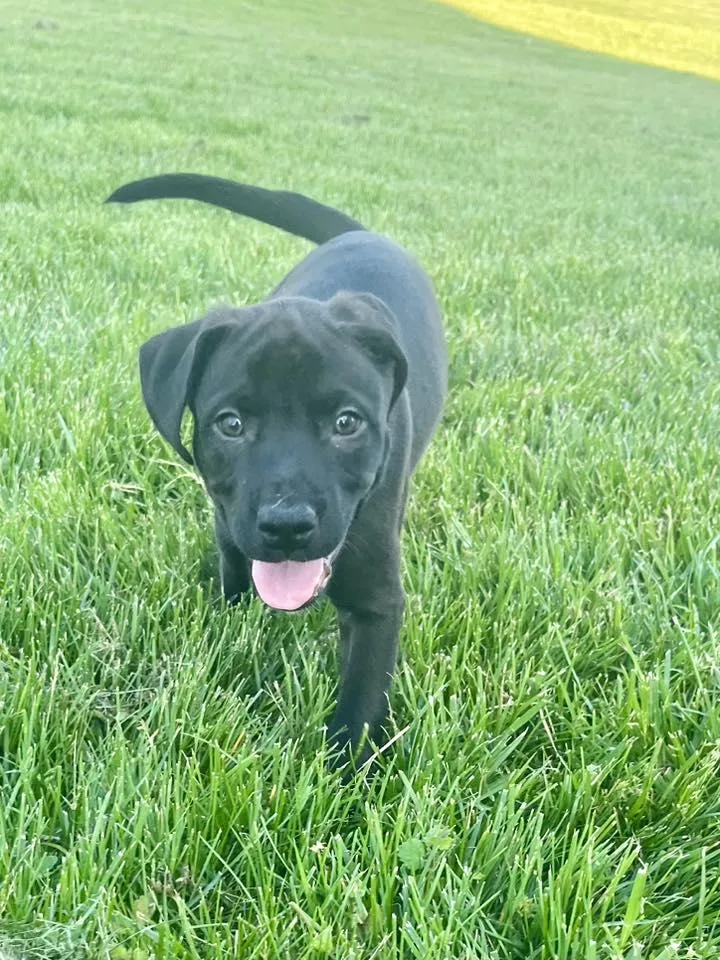 Eight Ball thumbnail 4