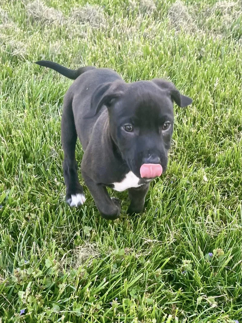 Eight Ball thumbnail 5