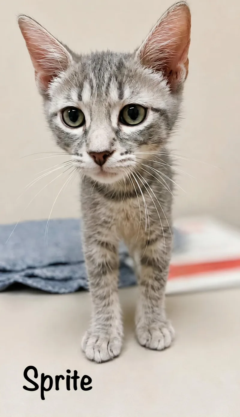 A baby medium-sized female Domestic Short Hair cat named Sprite Fizz for adoption in Phoenix , AZ