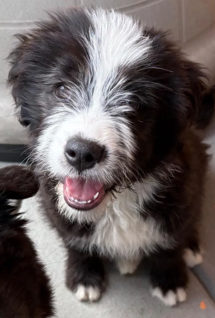 Meh Yewll thumbnail 2