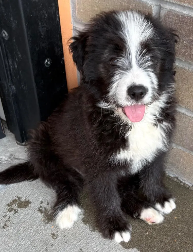 Meh Yewll thumbnail 3