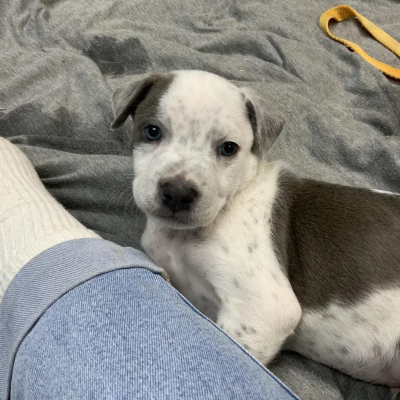 A baby medium-sized male White / Cream Wheaten Terrier dog named Ranger for adoption in Pinson, TN