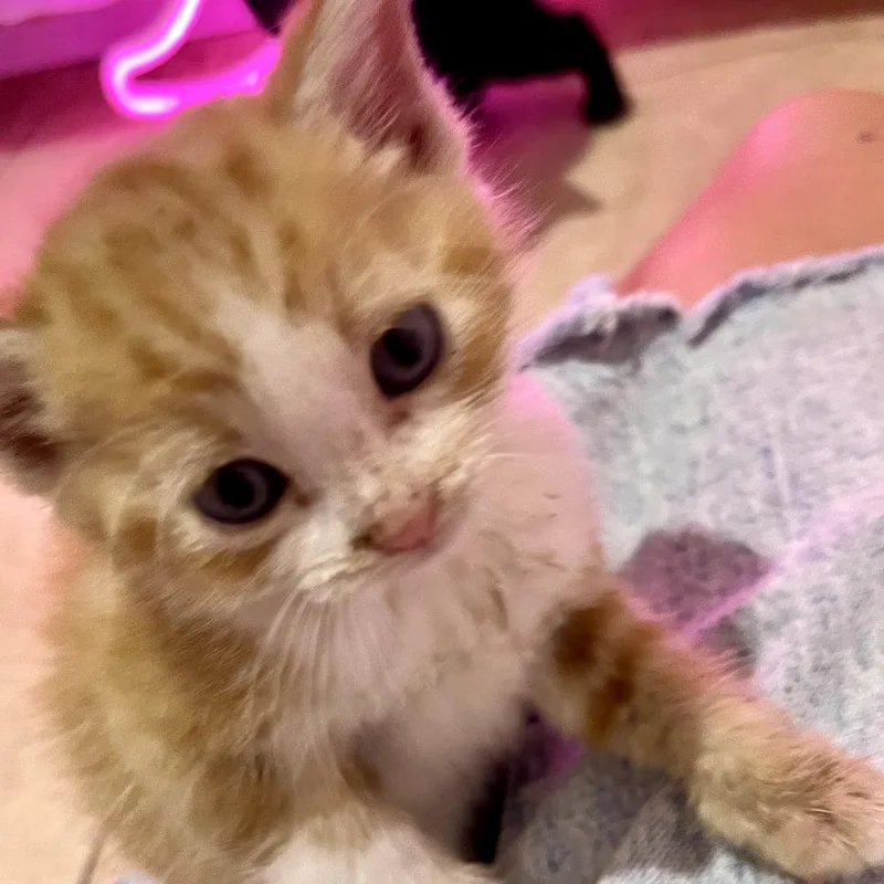 A baby small-sized male Orange / Red Domestic Short Hair cat named Gizmo for adoption in Long Beach, CA