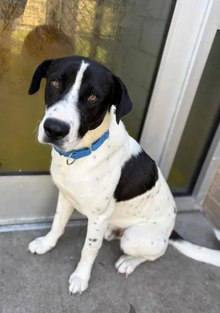 An adult large-sized male Mixed Breed dog named Jack for adoption in Dallas, TX