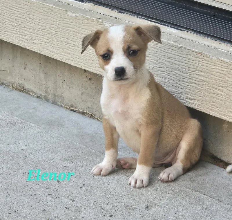 A baby medium-sized female Chihuahua dog named Eleanor for adoption in Sedalia, CO