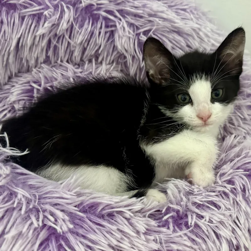 A baby medium-sized male Domestic Short Hair cat named Kahuna for adoption in Memphis, TN