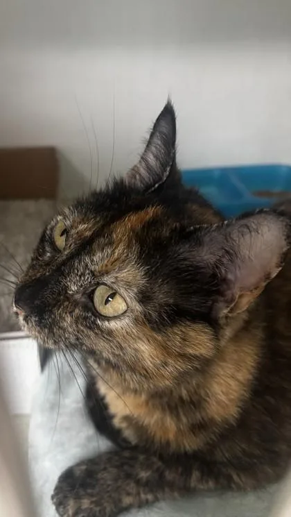 A young medium-sized female Tortoiseshell Domestic Short Hair cat named Starlight for adoption in Georgetown, SC