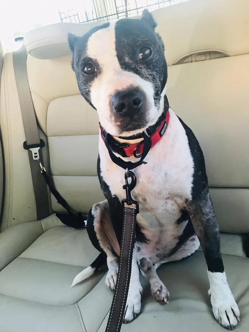 An adult medium-sized male American Staffordshire Terrier dog named Trevor for adoption in Arlington, VA