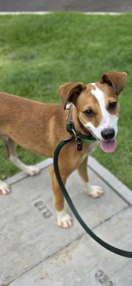 An adult medium-sized male Terrier dog named Cortis for adoption in Honolulu, HI