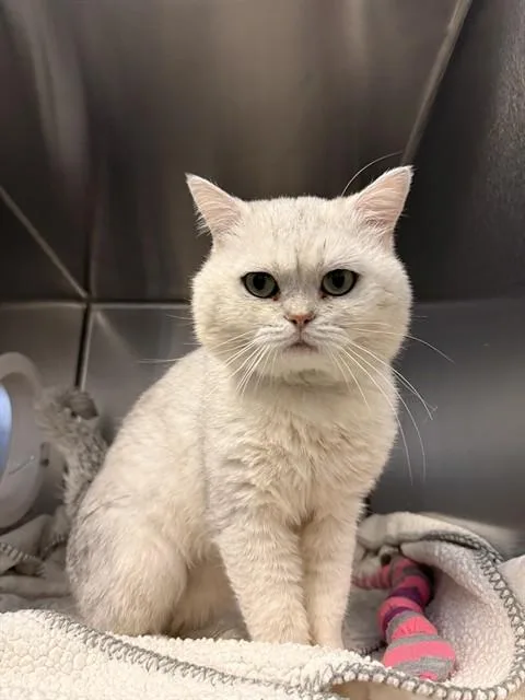 A young medium-sized male British Shorthair cat named Sir Elton for adoption in San Jose, CA