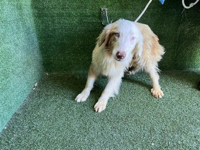 A young small-sized female Australian Shepherd dog named Snookie for adoption in Lancaster, CA
