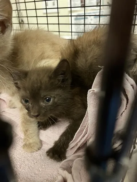 A baby small-sized female Domestic Short Hair cat named Sable for adoption in Long Beach, CA
