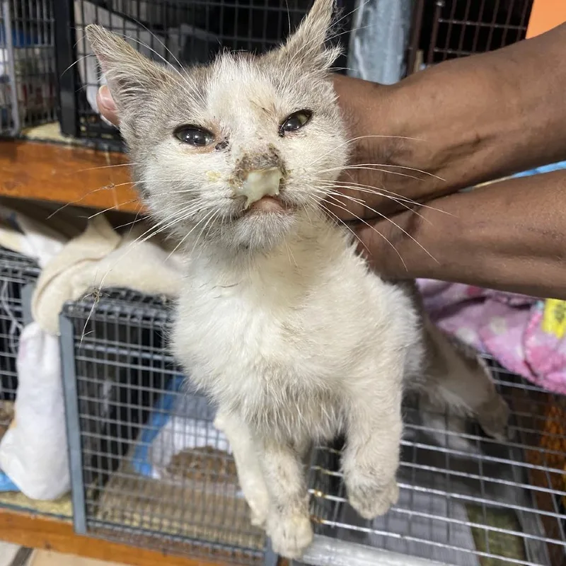 A young small-sized male White Domestic Short Hair cat named Tj for adoption in Brooklyn, NY