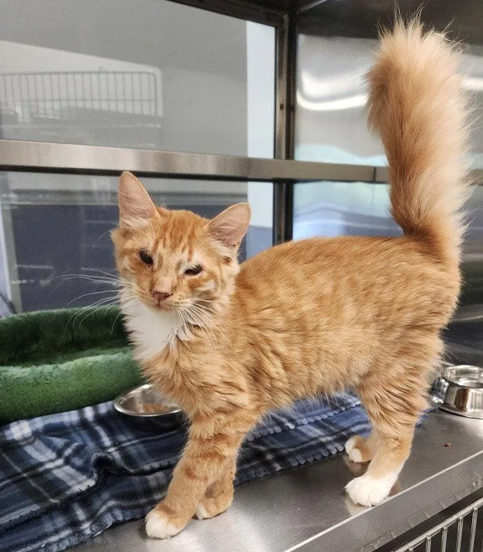 A young medium-sized male Orange & White Domestic Long Hair cat named Emerson for adoption in Hilton Head Island, SC