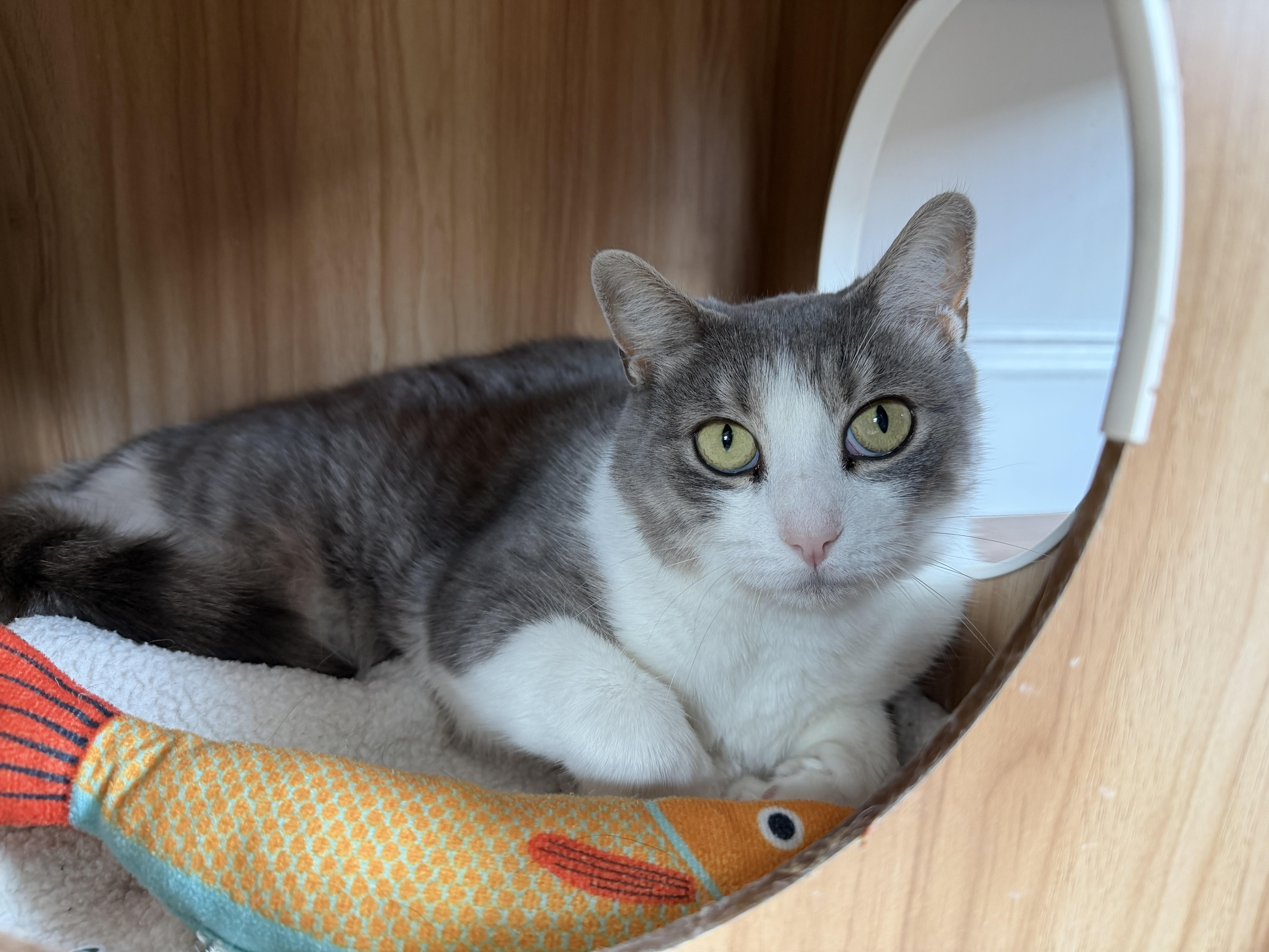An adult medium-sized female American Shorthair cat named Ophelia for adoption in Hull, MA