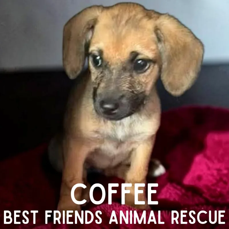 A baby medium-sized female Brown / Chocolate Mixed Breed dog named Coffee for adoption in Wasilla, AK