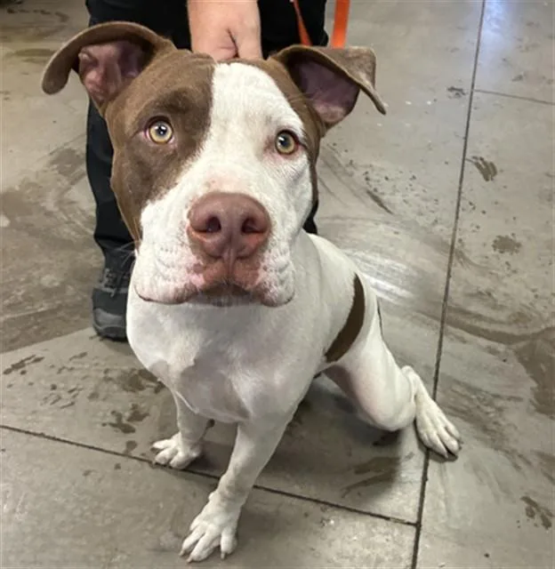 A young large-sized male Pit Bull Terrier dog named Pretzel for adoption in Phoenix, AZ