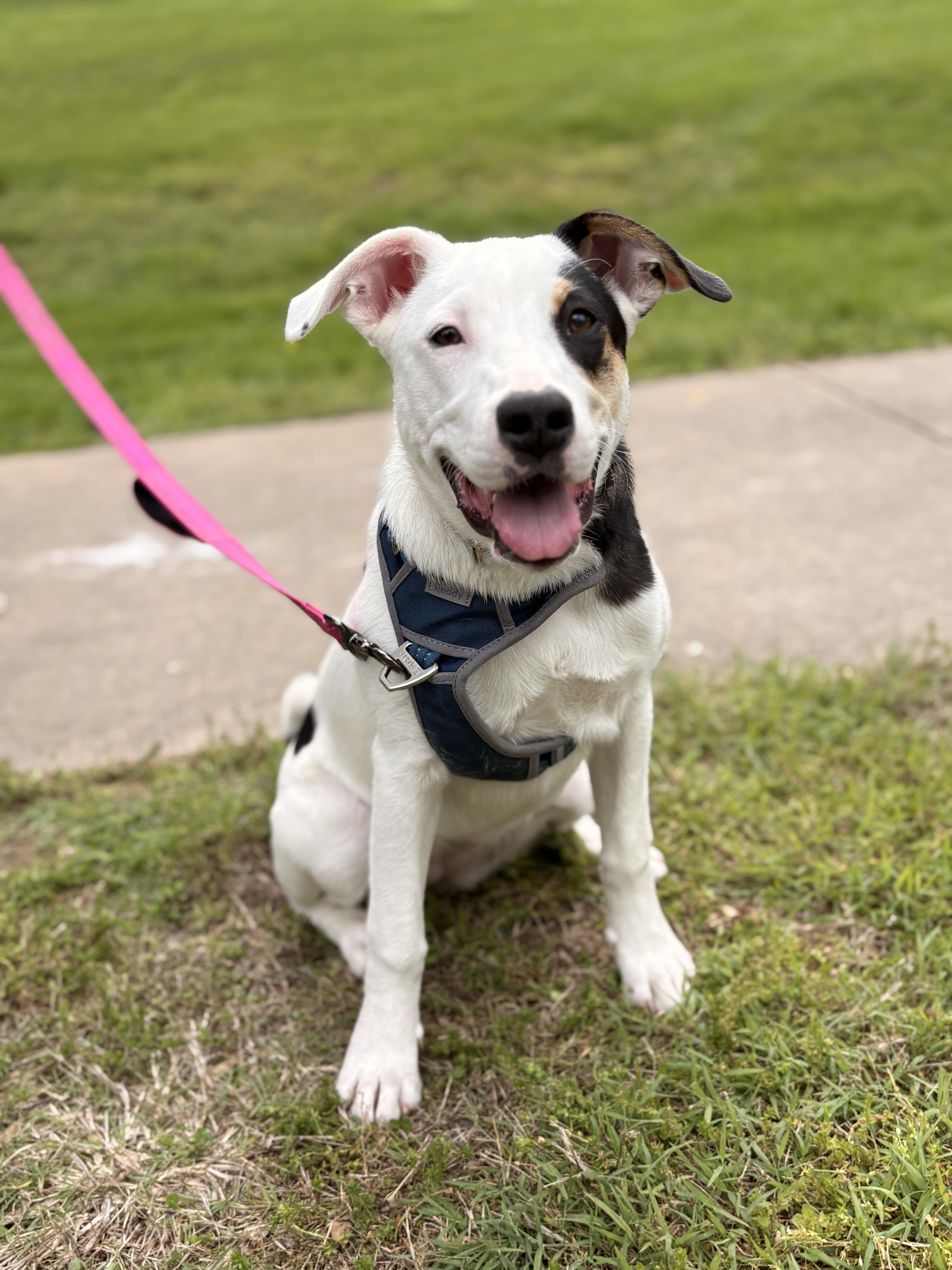 A young medium-sized female Australian Shepherd dog named Danielle for adoption in Lake Saint Louis, MO