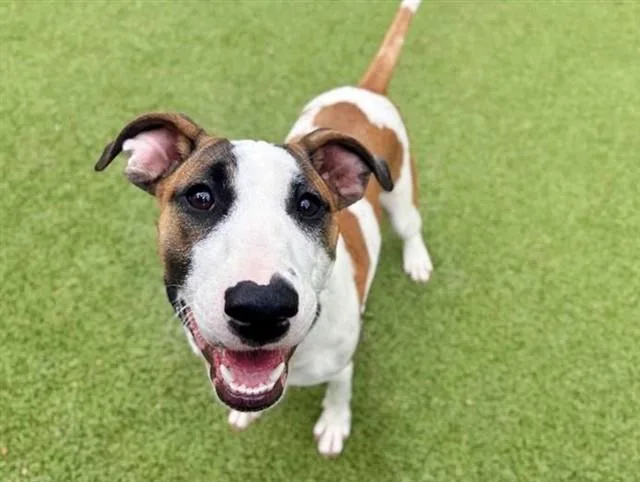 A young small-sized female Terrier dog named Gloria for adoption in Saint Louis, MO