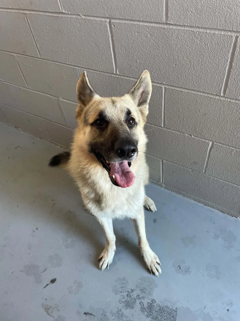 An adult large-sized male German Shepherd Dog dog named Koda for adoption in Bishopville, SC