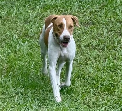 An adult medium-sized male Brindle American Foxhound dog named Gunther for adoption in Inverness, FL