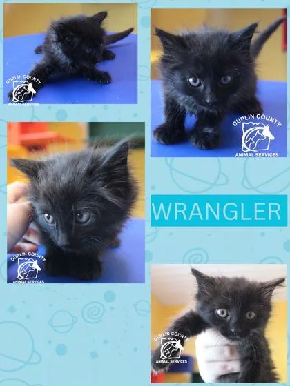Wrangler