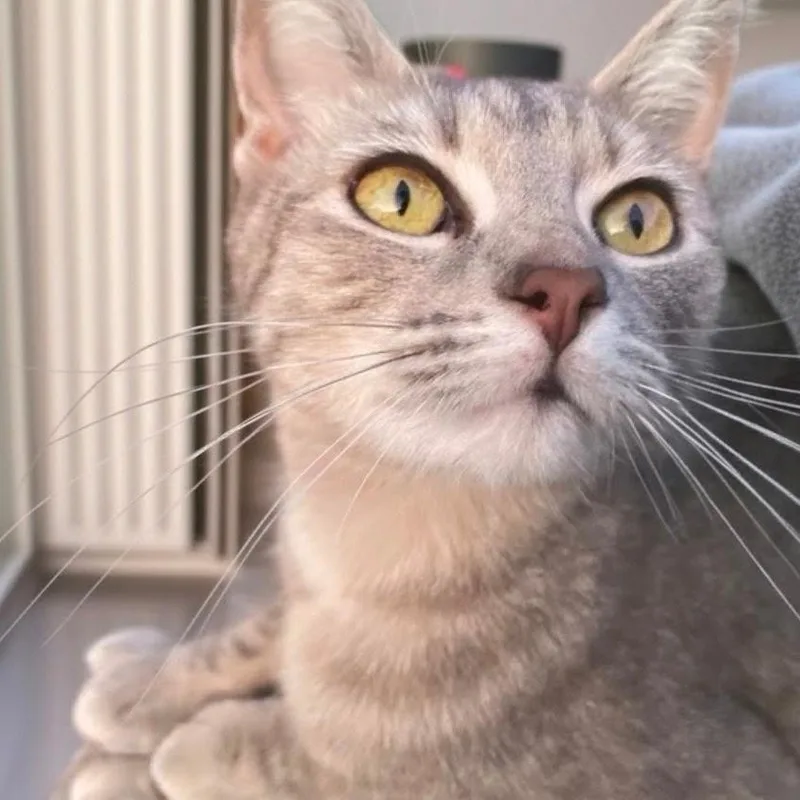 A young small-sized female Gray / Blue / Silver Domestic Short Hair cat named Tortilla for adoption in Brea, CA