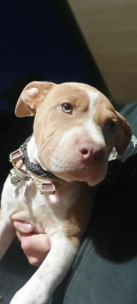 A young medium-sized female Pit Bull Terrier dog named Ella for adoption in Mocksville, NC