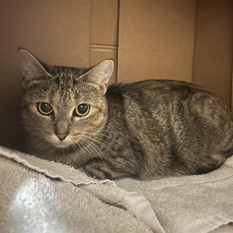 An adult medium-sized female Brown / Chocolate Domestic Short Hair cat named Sketchers for adoption in West Olive, MI