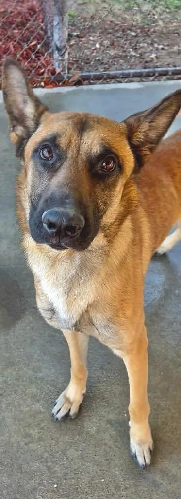 A young large-sized male Mixed Breed dog named Darby for adoption in Rome, GA