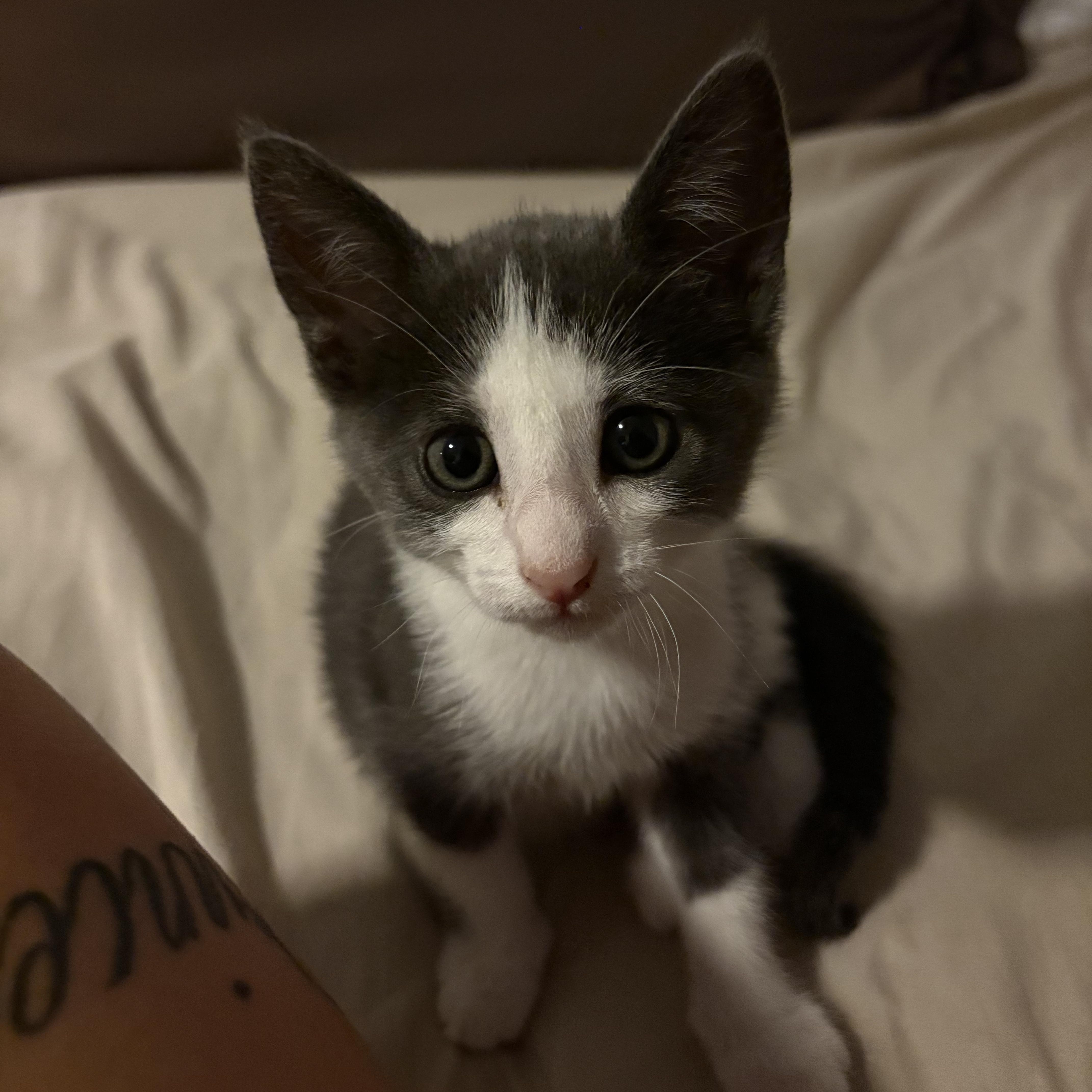 A baby medium-sized female Gray & White Domestic Short Hair cat named Blossom for adoption in Los Angeles, CA