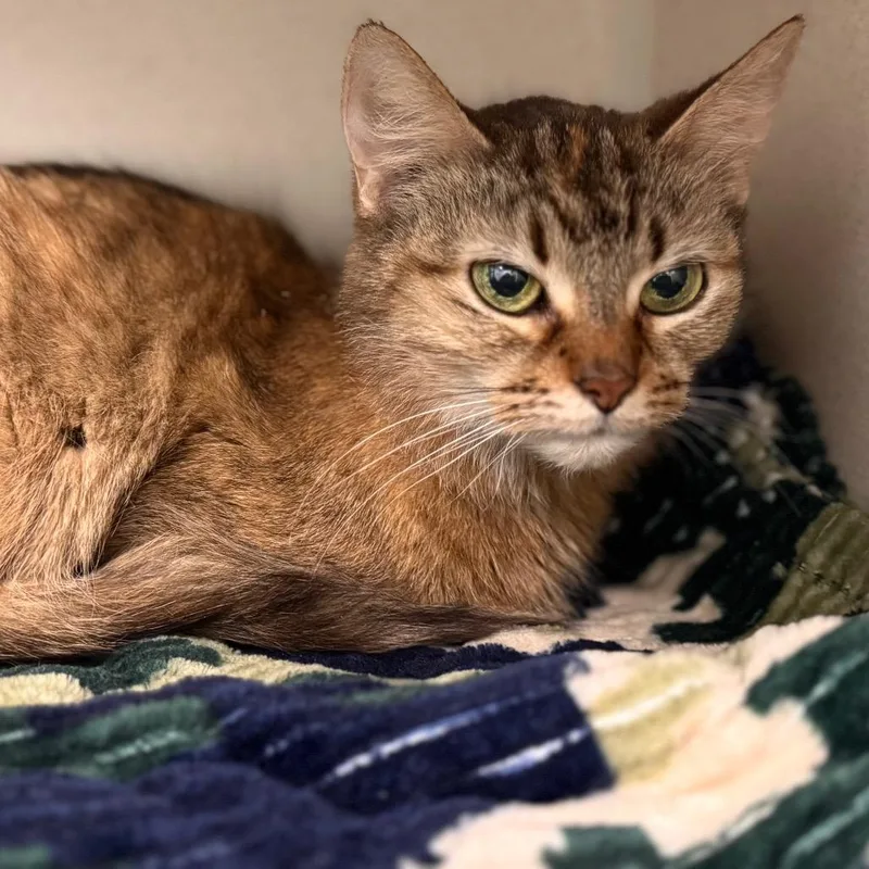 A senior medium-sized female Brown / Chocolate Domestic Medium Hair cat named August for adoption in Wheeling, IL
