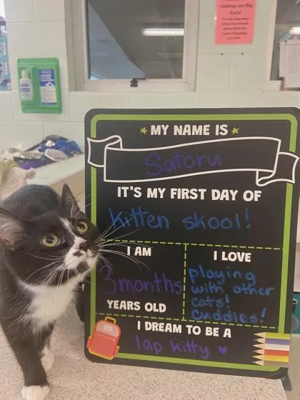 A young small-sized female Domestic Short Hair cat named Satoru for adoption in Columbus, IN