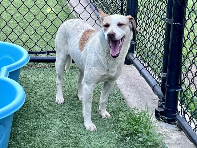A young medium-sized female Mixed Breed dog named Lucy for adoption in Dallas, TX