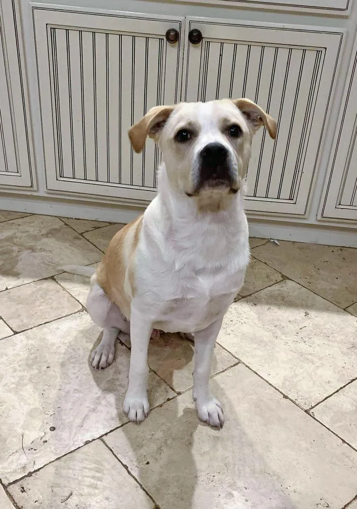 A young large-sized male Great Pyrenees dog named Ranger for adoption in Shawnee, OK