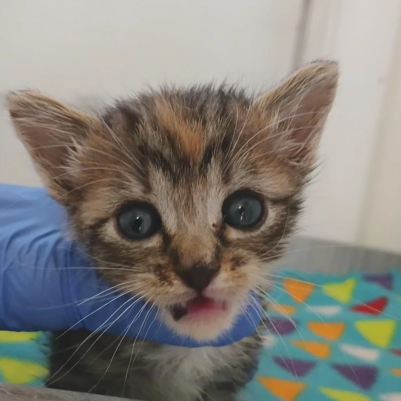 A baby small-sized female Torbie Domestic Short Hair cat named Bbq for adoption in Kanab, UT