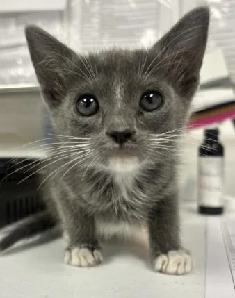 A baby small-sized female Domestic Short Hair cat named Toebeans for adoption in Roseville, CA