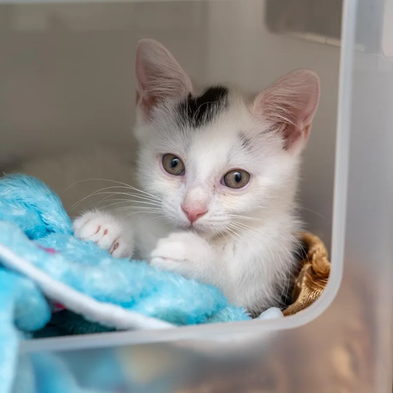 A baby small-sized female White Domestic Short Hair cat named Garnet for adoption in New York, NY