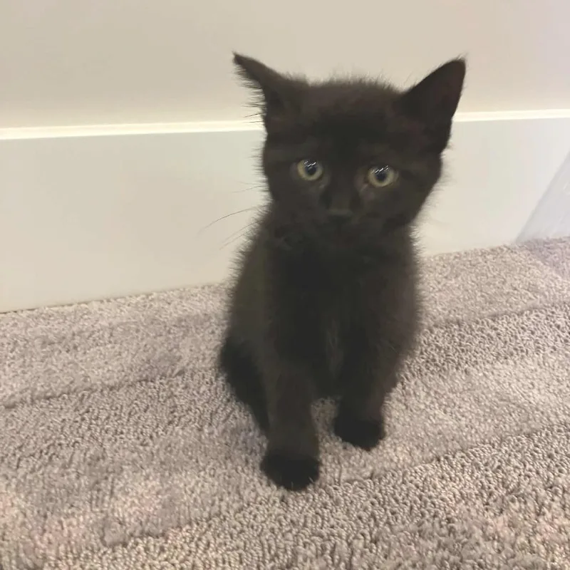 Trinket thumbnail 5