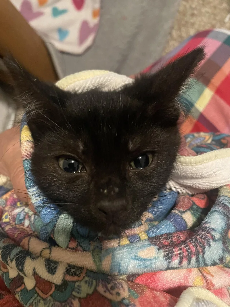 A baby medium-sized male Black Domestic Short Hair cat named Rumble for adoption in Walled Lake, MI