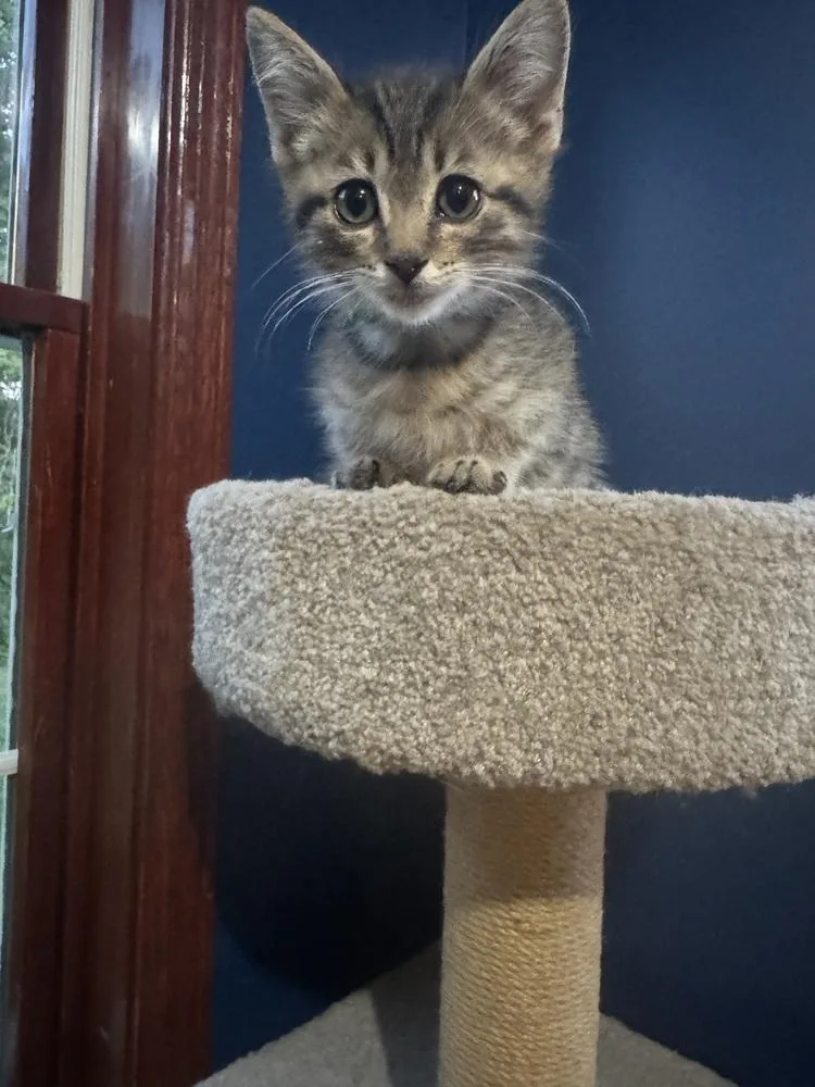 A baby medium-sized male Black & White / Tuxedo Domestic Short Hair cat named Mushroom for adoption in Clinton Township, MI