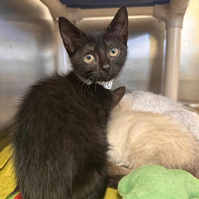 A baby small-sized female Black Domestic Short Hair cat named Toe for adoption in Enfield, NH